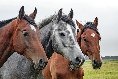 horses-1414889_640