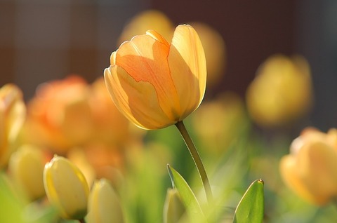 tulip-690320_640