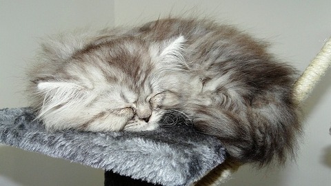 cat-2392059_640