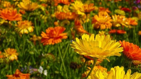 marigolds-g89c48ea45_640