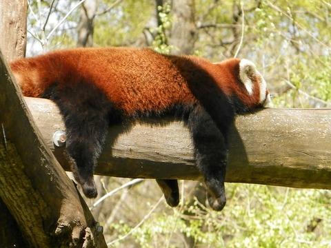 red-panda-731986_640