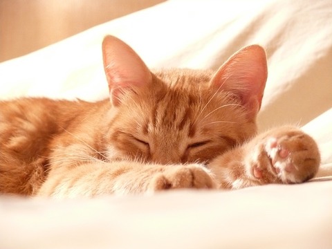 cat-1558711_640