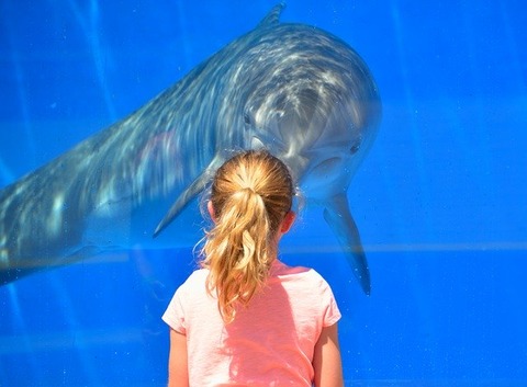 dolphin-1548448_640
