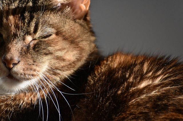 イジメられてやり返したら児童相談所で説教された話 反応まとめ つぶ