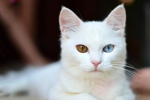 kitty-2903812_640