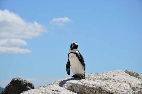 penguin-657527_640