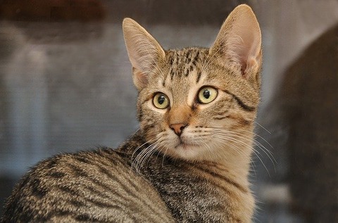 cat-2668287_640 (1)
