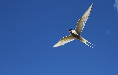 arctic-tern-2587391_640