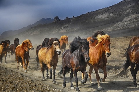 horses-2360048_640