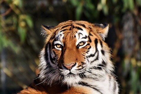tiger-3424791_640