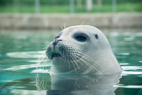 seal-3585727_640