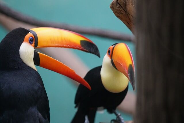 オニオオハシ 2羽とも雌 に気づかず8年繁殖の努力 反応まとめ 札幌市円山動物園 つぶちゃん Twitterまとめ オニオオハシ 2羽とも雌 に気づかず8年繁殖の努力 反応まとめ 札幌市円山動物園 つぶちゃん Twitterまとめ