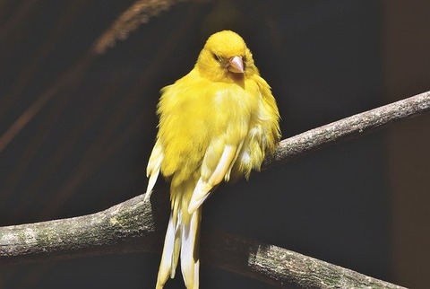 canary-4362061_640