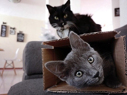 cats-3971069_640