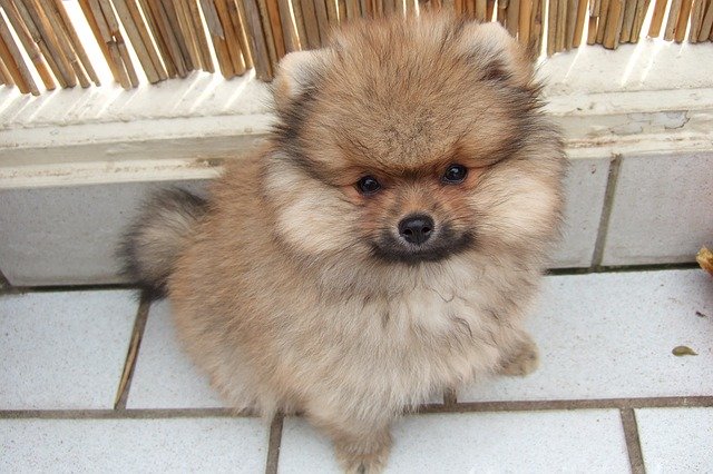 動画 トリミングされてるポメラニアンの子犬が可愛いと話題ｗ反応まとめ つぶちゃん Twitterまとめ