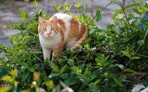 cat-5014414_640