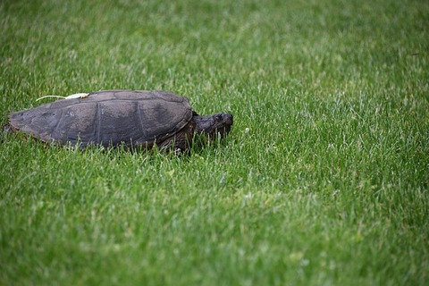 turtle-4251777_640