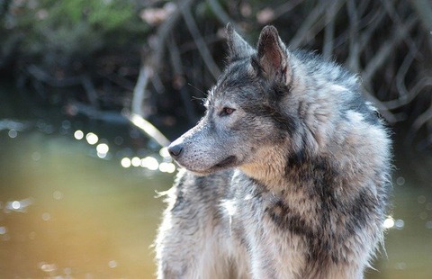 wolf-dog-4944110_640