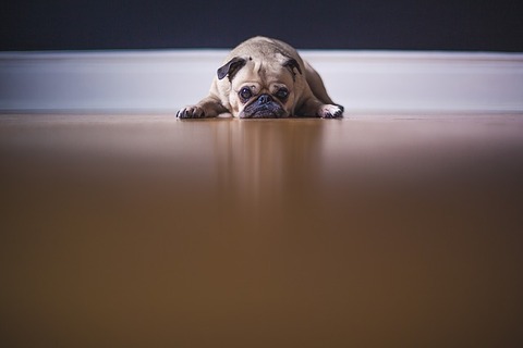 pug-1209129_640
