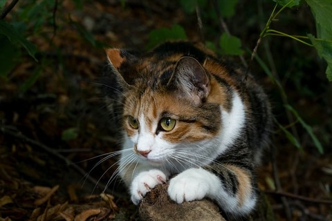 dorothea-oldani-gnF3Gh2lpVA-unsplash (1)