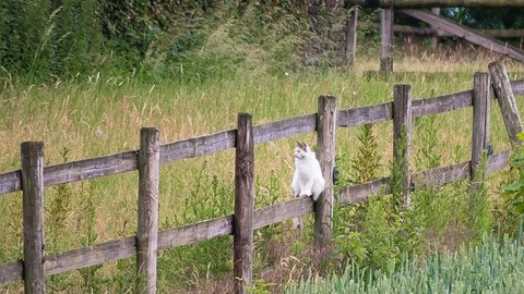 cat-5345840_640