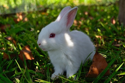 rabbit-3273992_640