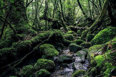 yakushima-island-2336735_640