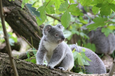 koala-bear-on-grey-wood-trunk-on-daytime-162339