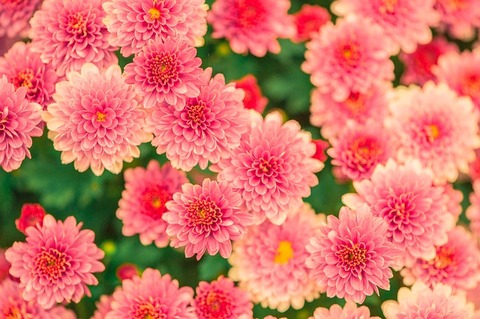 flowers-482575_640