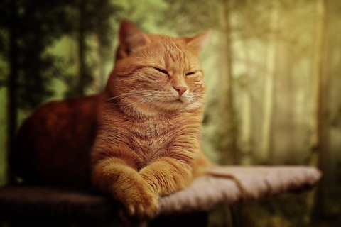 cat-1728026_640
