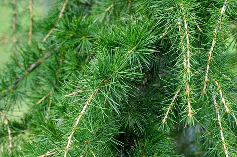 cedar-526662_640