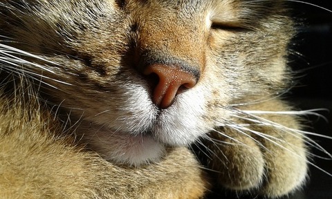 cat-751372_640