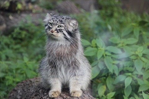 manul-2162660_640