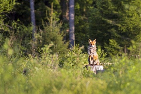 red-fox-4808560_640