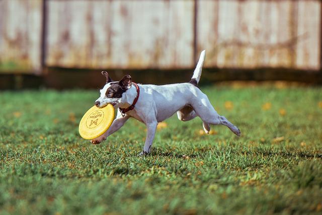 探偵ナイトスクープ 亡き弟の愛犬とフリスビーをもう一度 回が泣けると話題 感想 反応まとめ チョッパー つぶちゃん Twitterまとめ