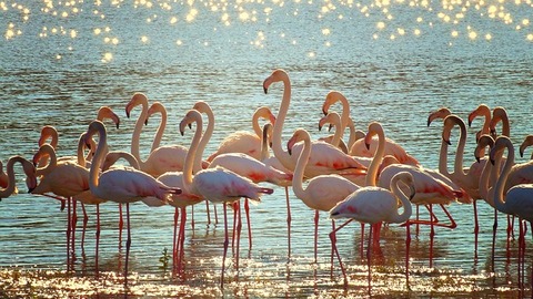 flamingos-3718480_640