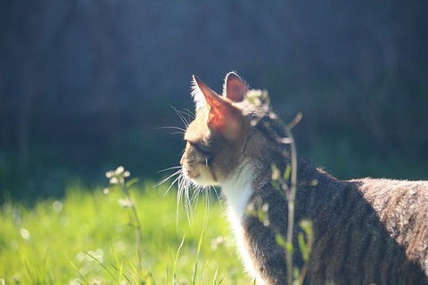 cat-1344481_640