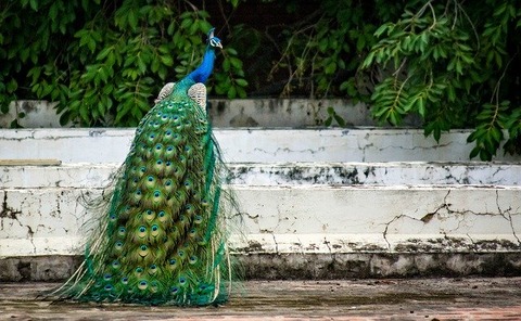 peacock-2490176_640