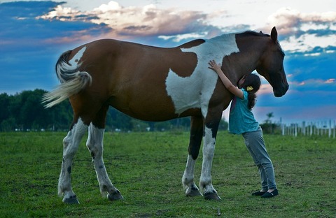 horse-2536537_640