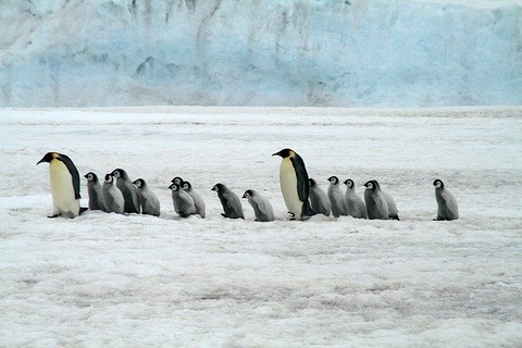 emperor-penguins-2821897_640