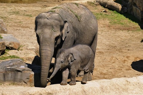 elephant-with-boy-3382579_640