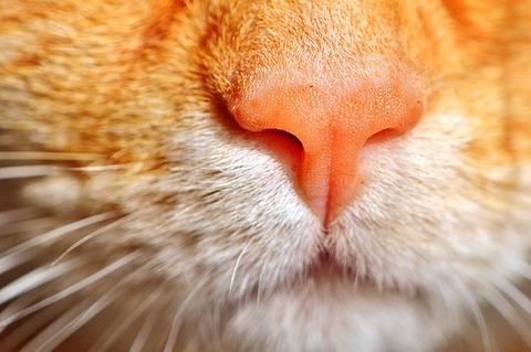 cat-2441303_640