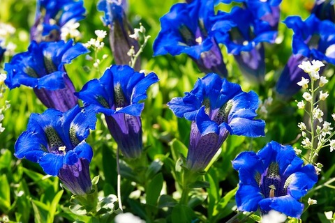 gentian-3360029_640