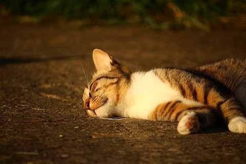 cat-1482291_640 (1)