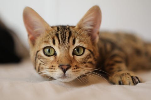 cat-4262034_640
