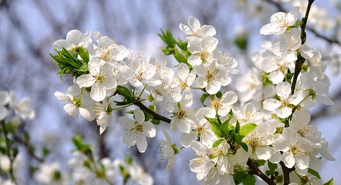 spring-flowers-714724_640