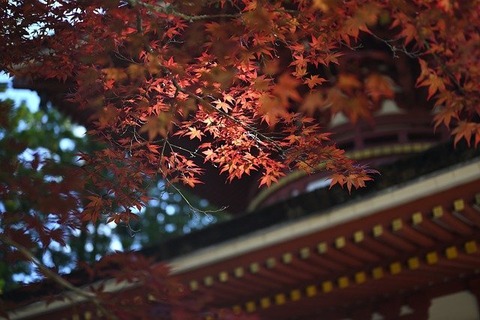 koyasan-g65585cba6_640