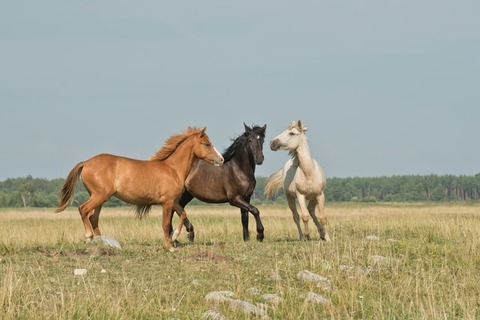 annika-treial-e4WUwbcur7Y-unsplash