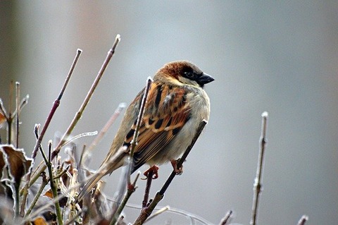 sparrow-50346_640