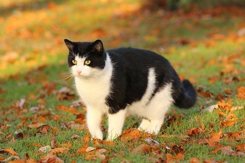 cat-744717_640